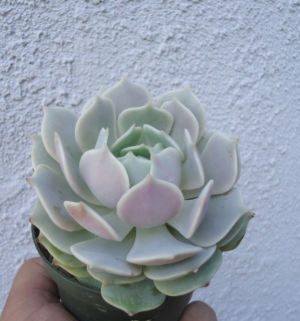 Green and pink echeveria lola succulent plant held by a hand against a light gray wall
