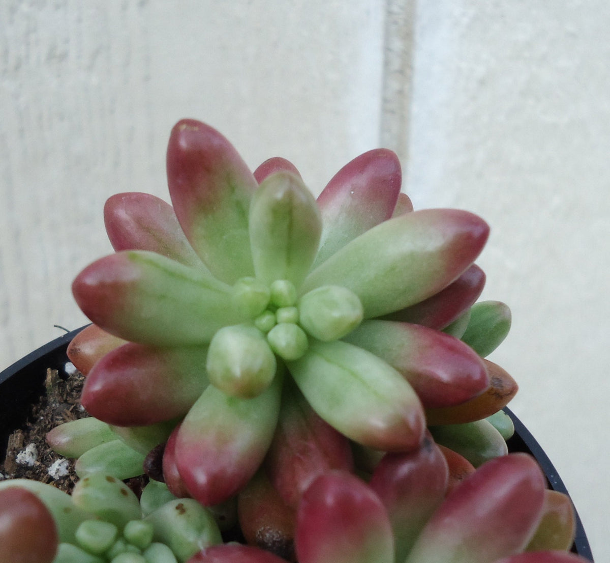Close-up of a Pastel Jelly Bean Sedum Aurora succulent plant with red and green leaves on a neutral background