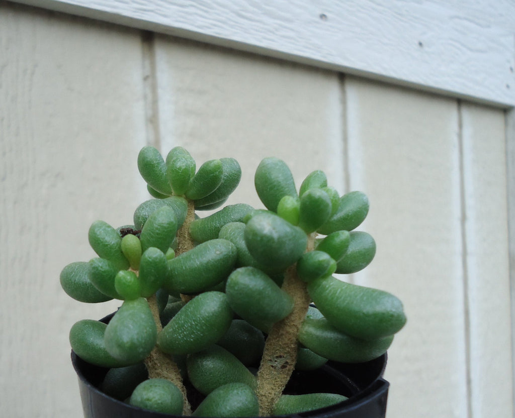 Sedum hernandezii succulent with wooden background
