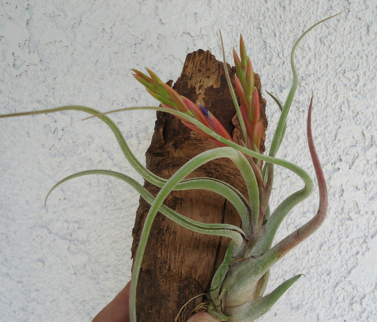 Tillandsia Caput Medusae Large 6"+ Air Plants