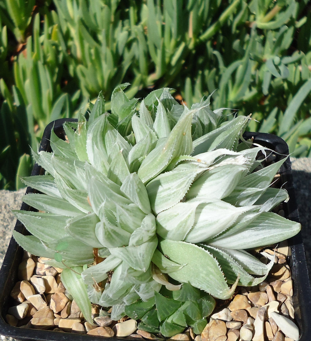 Green White Ghost Haworthia succulent plant in a pot with pebbles on a blurred green background