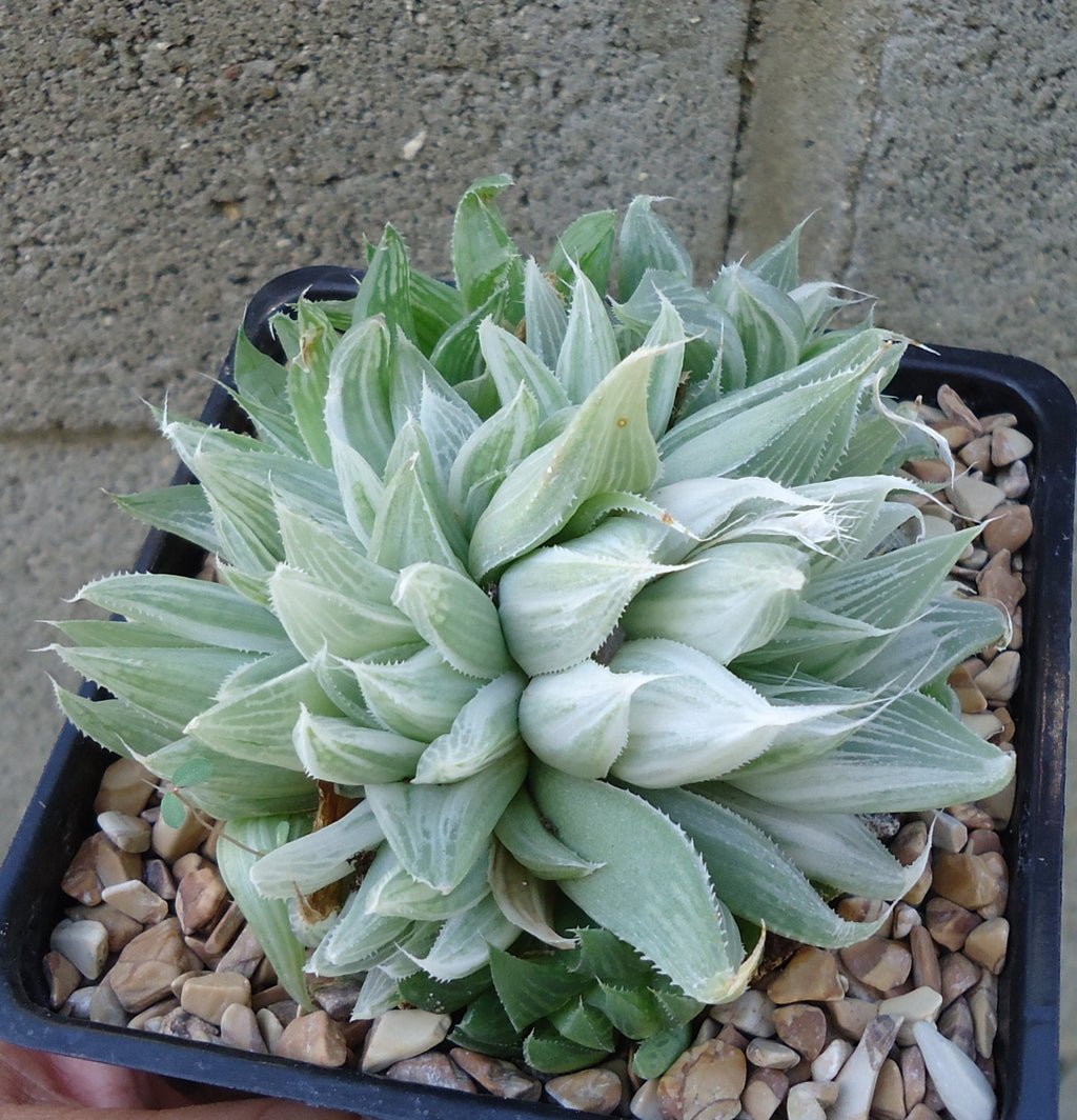 Potted White Ghost Haworthia succulent plant with a textured wall background