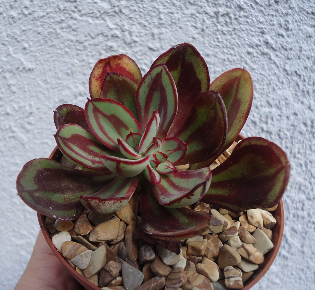 Potted echeveria nodulosa succulent with red and green leaves on a textured white background