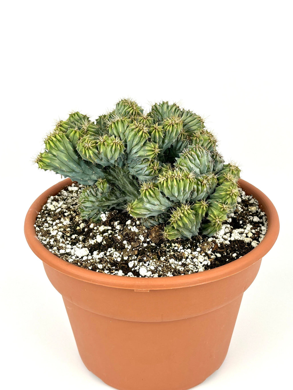 Crested Blue Candle Cactus Myrtillocactus Geometrizans Cristata, 6" Pot