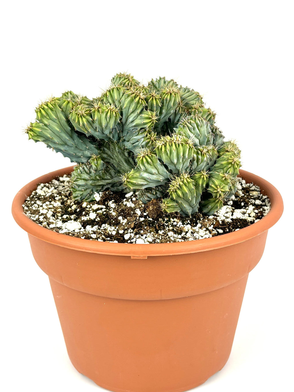 Crested Blue Candle Cactus Myrtillocactus Geometrizans Cristata, 6" Pot