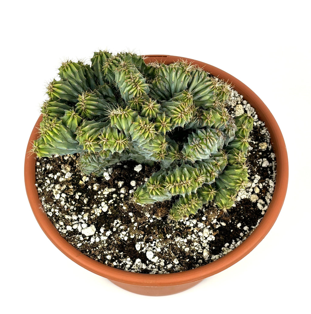 Crested Blue Candle Cactus Myrtillocactus Geometrizans Cristata, 6" Pot