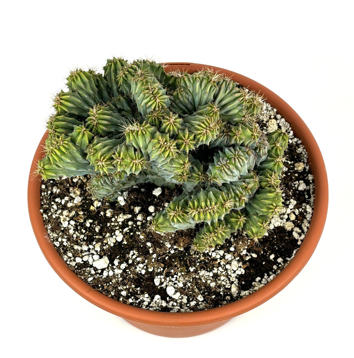 Crested Blue Candle Cactus Myrtillocactus Geometrizans Cristata, 6" Pot