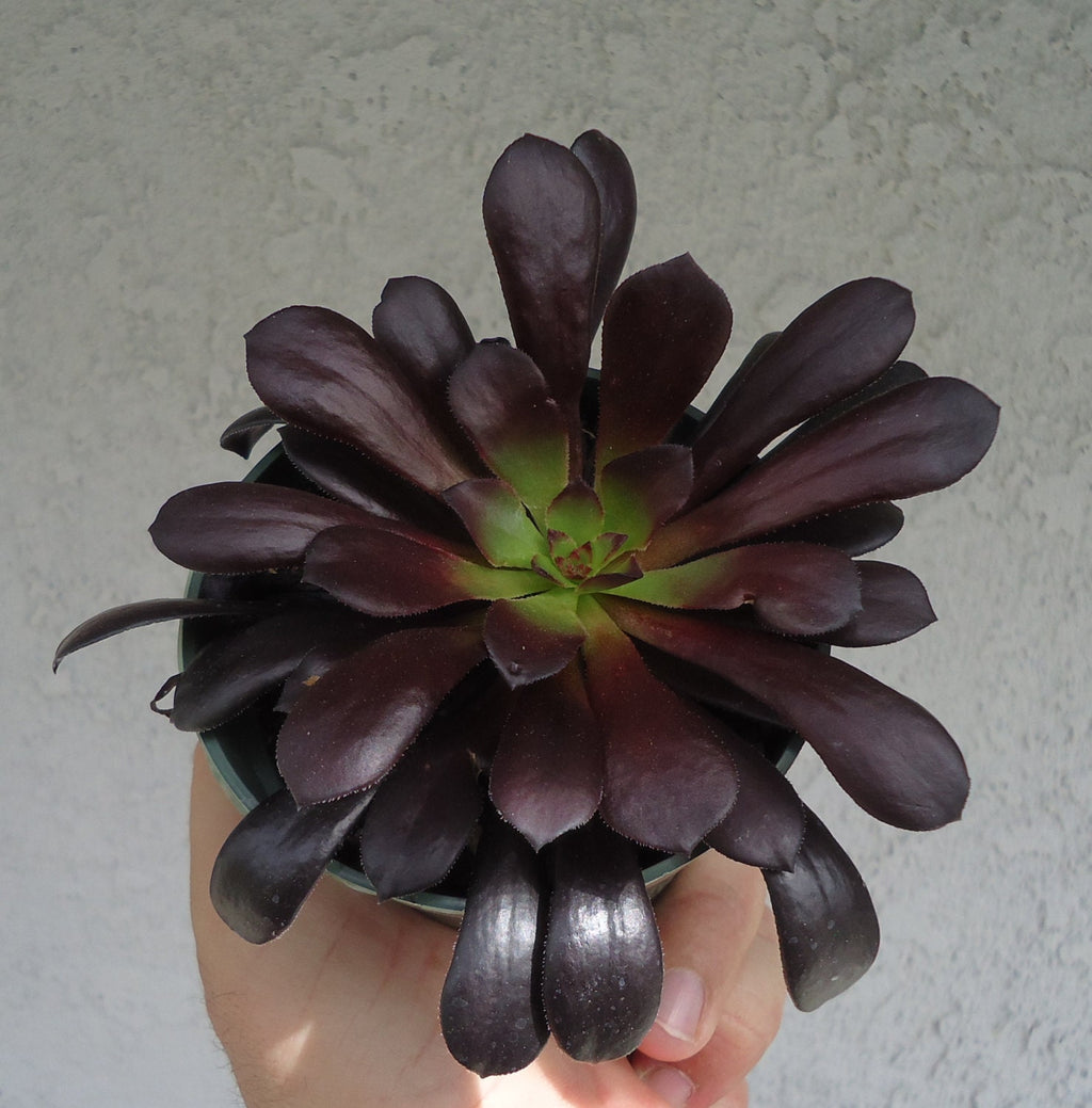 Aeonium Black Rose Zwartkop, 4-Inch Pot