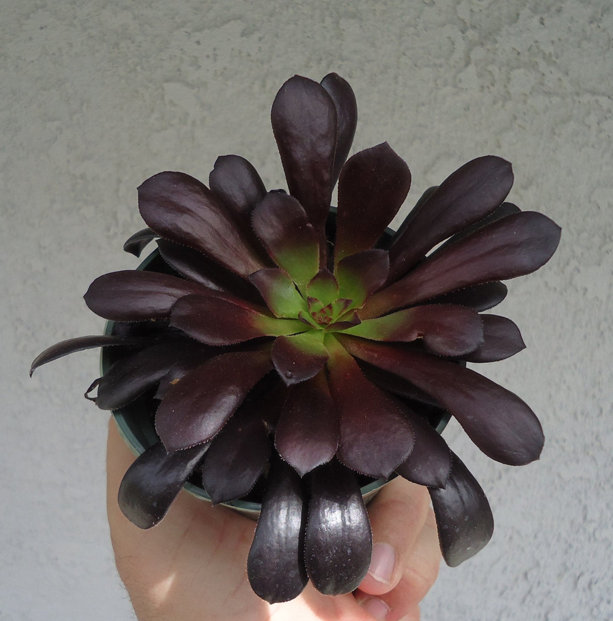 Aeonium Black Rose Zwartkop, 4-Inch Pot