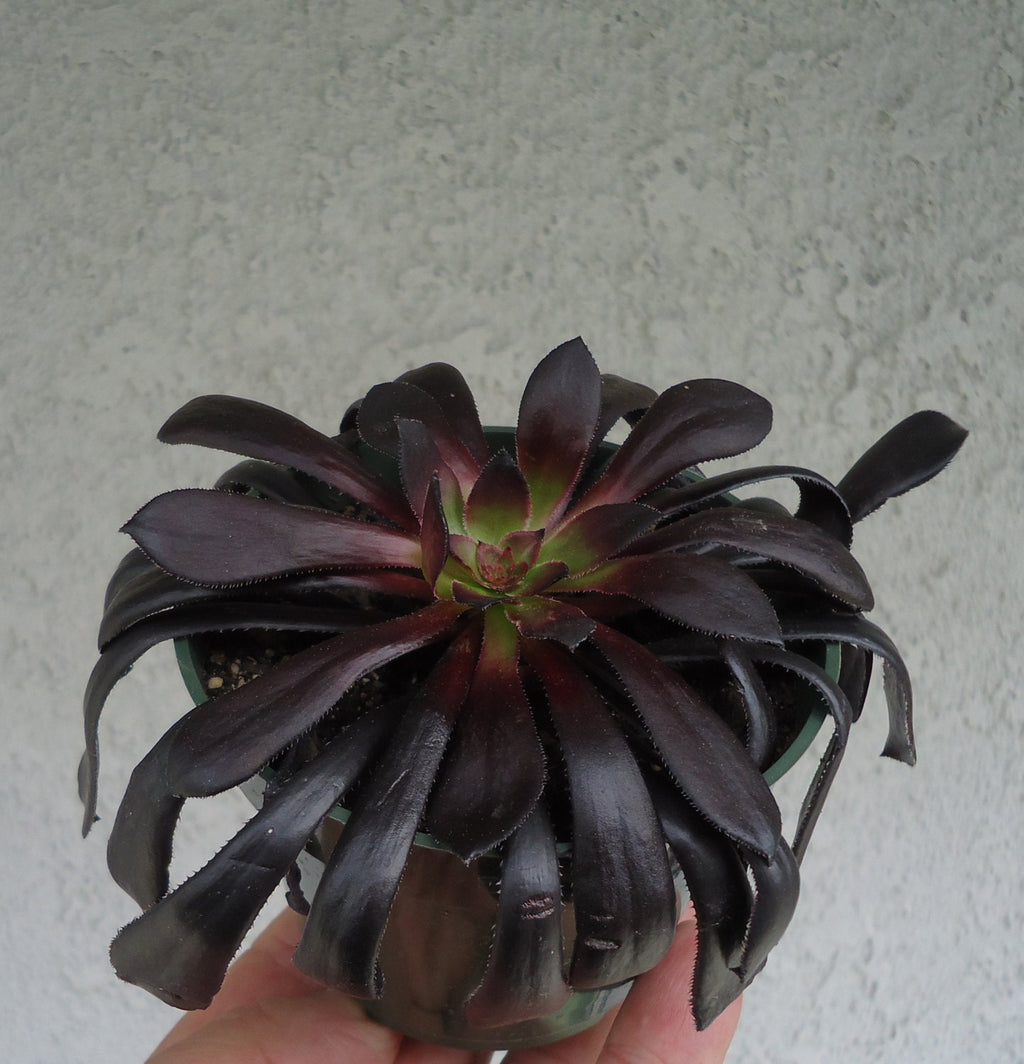 Aeonium Black Rose Zwartkop, 4-Inch Pot