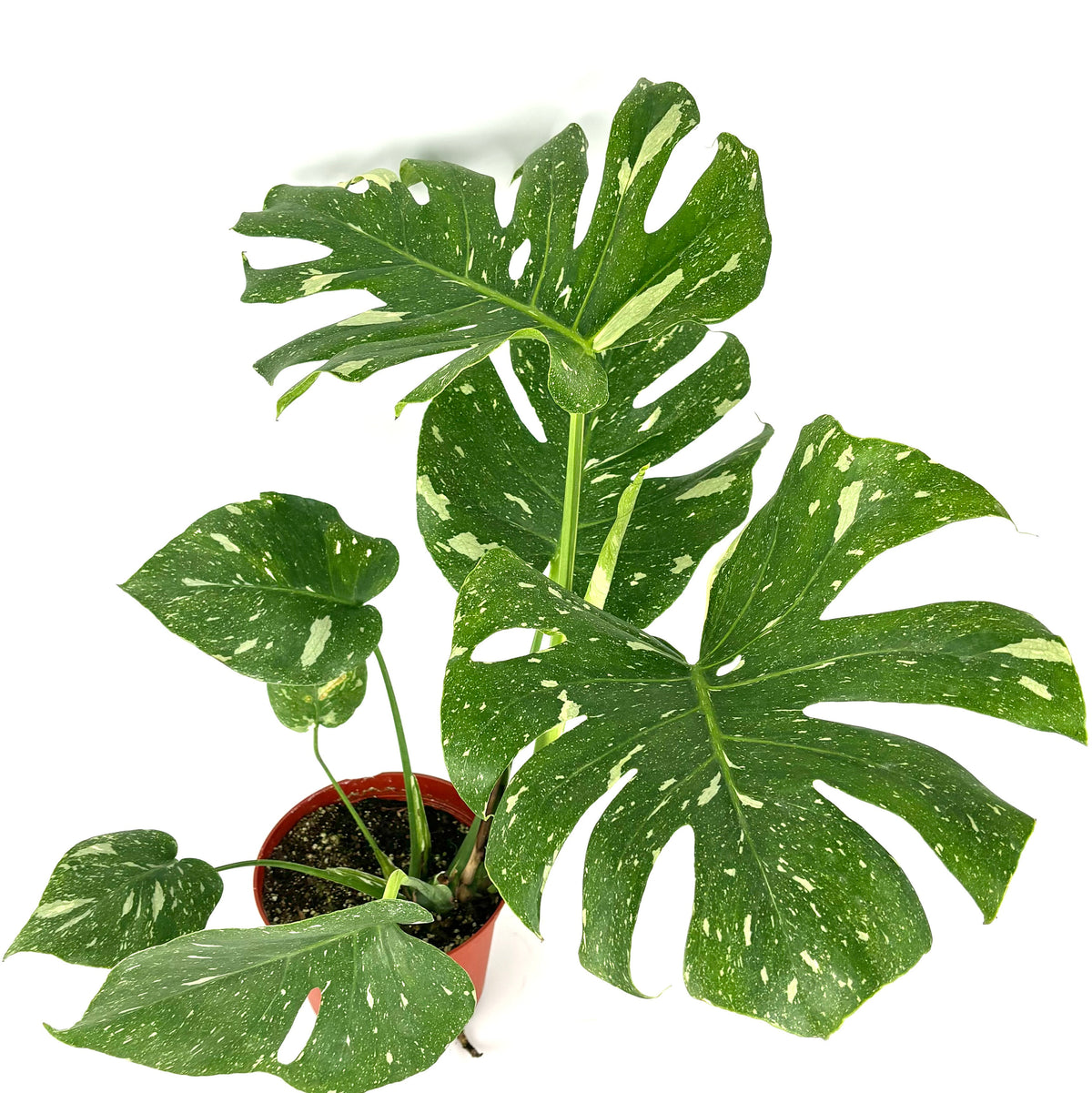 Potted plant with large green leaves on a white background
