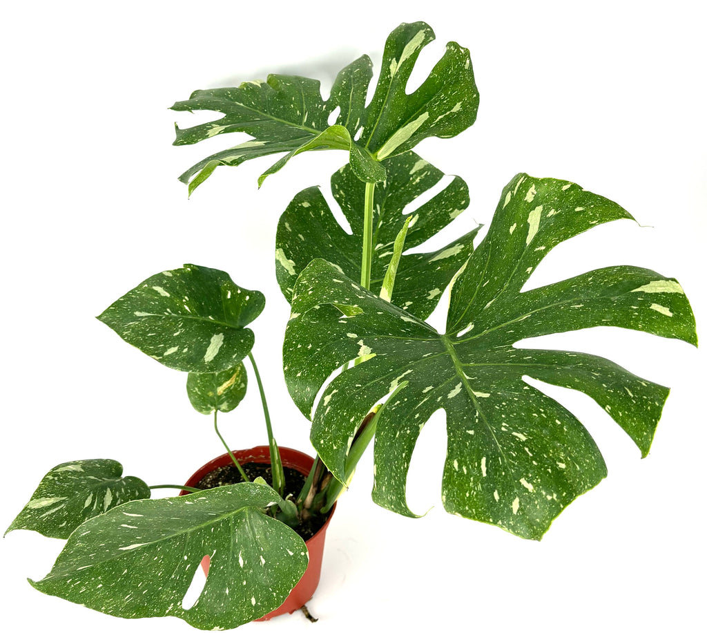 Potted variegated monstera plant with large green leaves on a white background