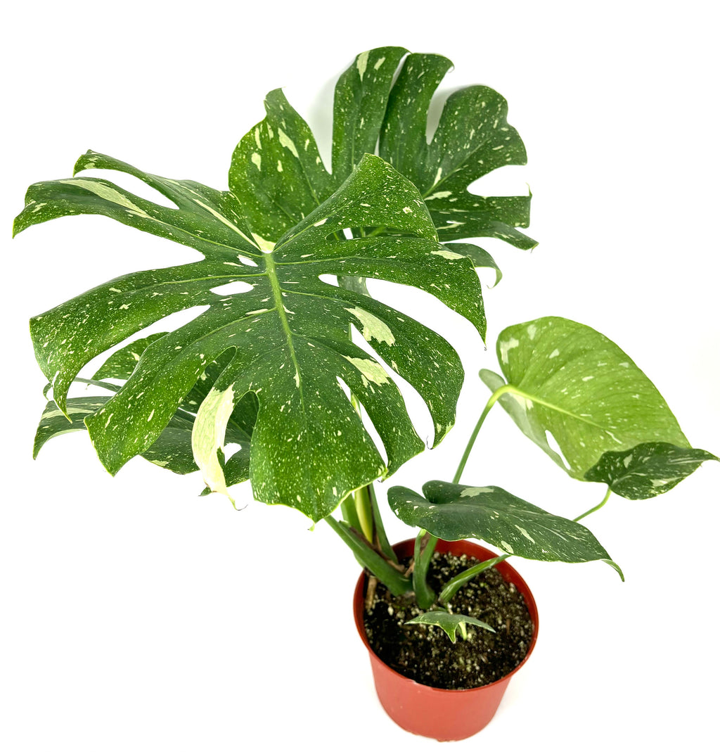 Potted  monstera plant with large green leaves on a white background