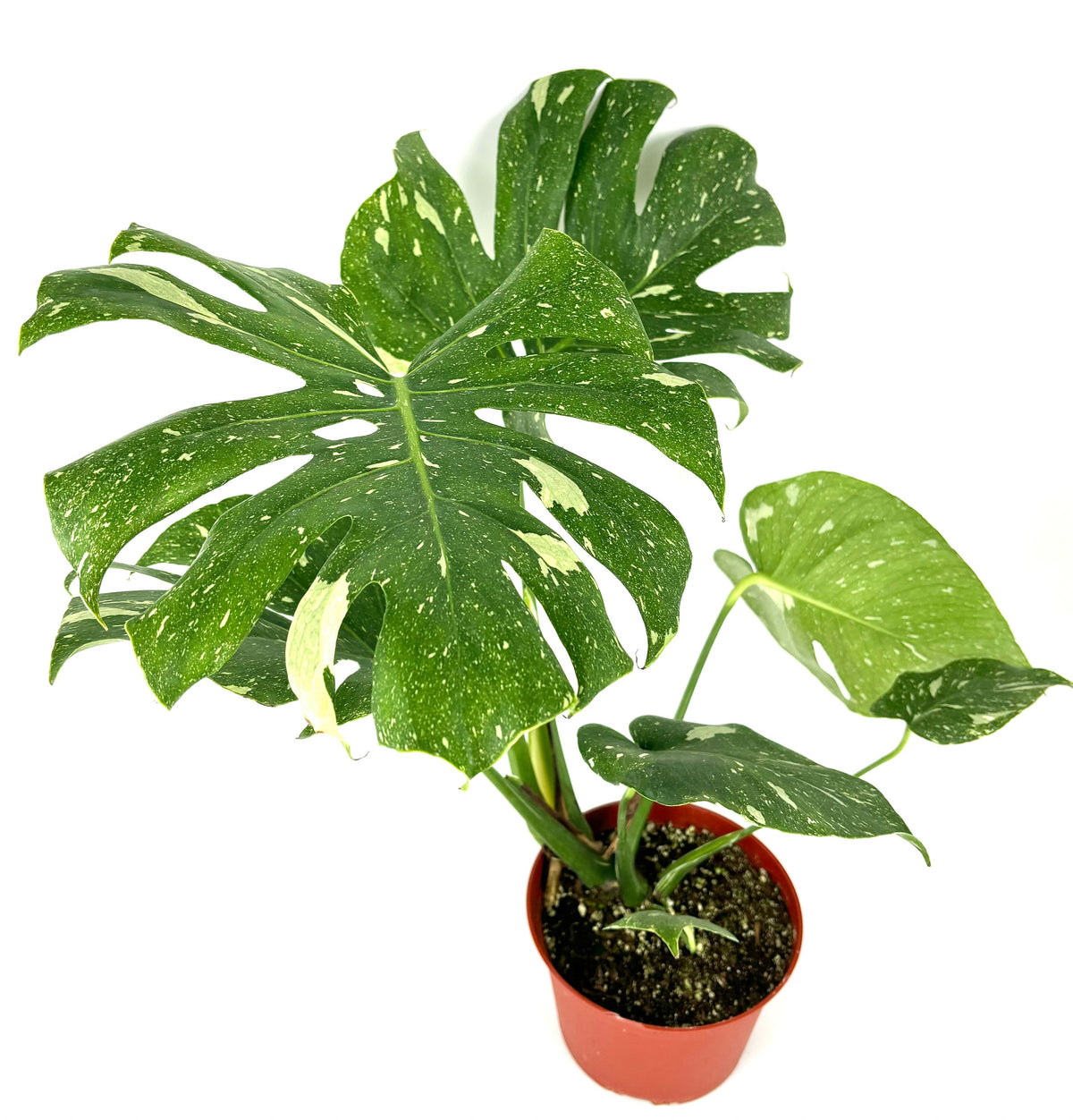 Potted  monstera plant with large green leaves on a white background