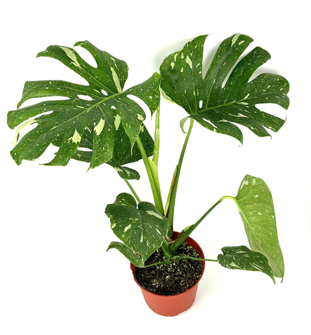 Potted monstera Thai constellation plant with large green leaves on a white background