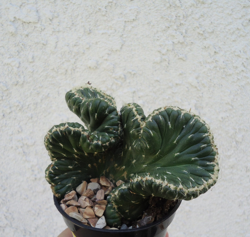 Emerald Idol Crested Cactus close up