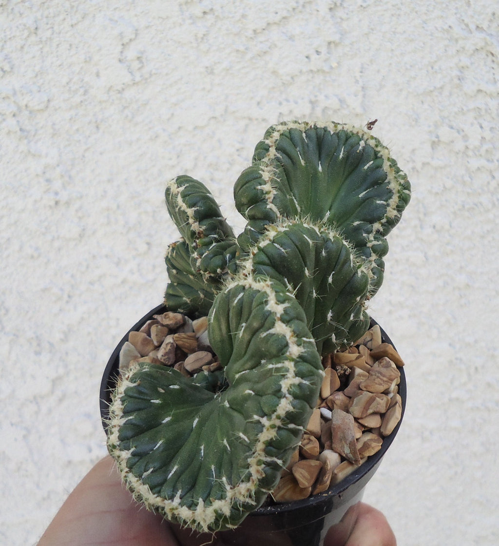 Emerald Idol Crested Cactus top view of crest