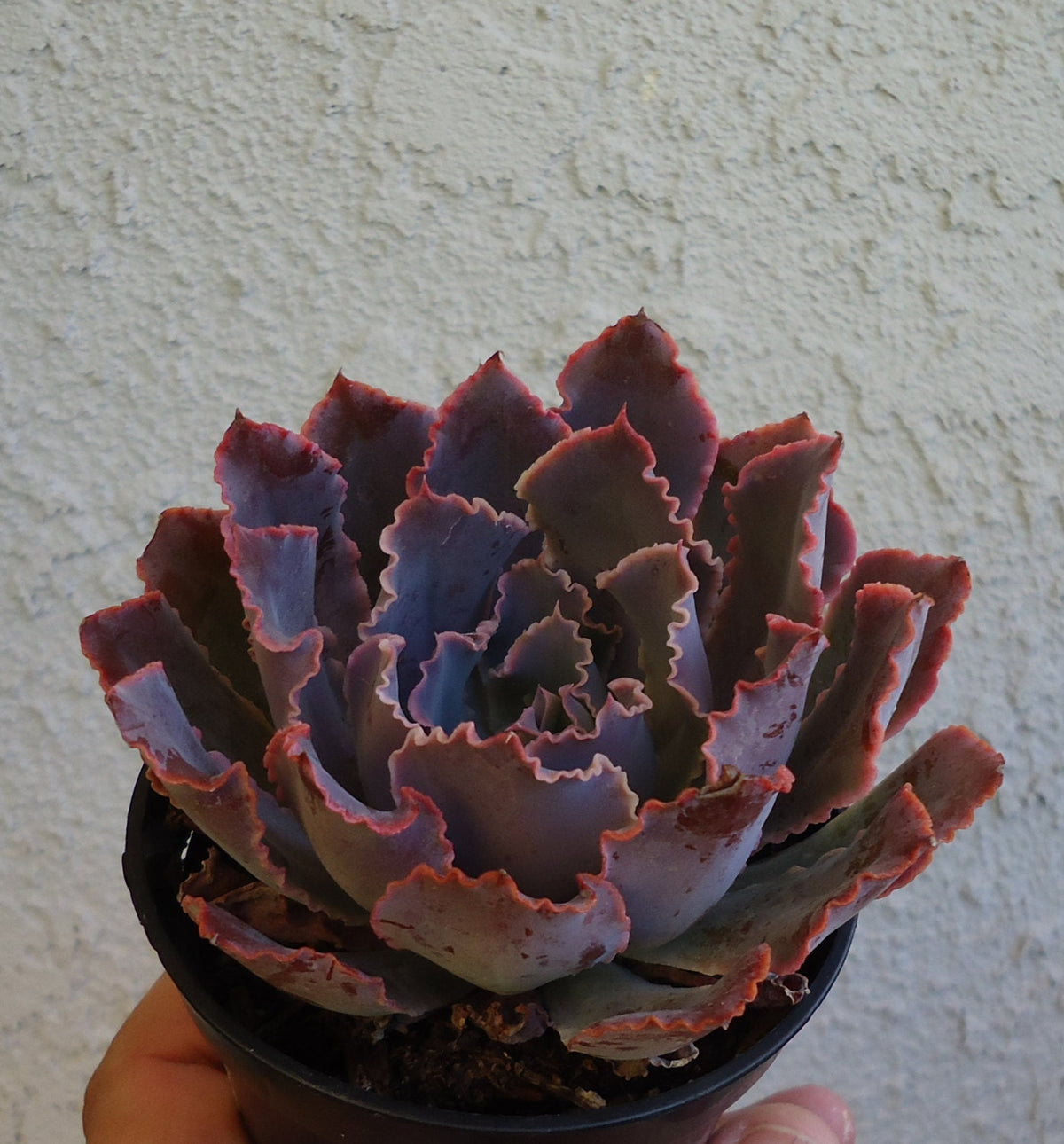 Purple echeveria neon breakers succulent plant held in a pot against a beige wall.