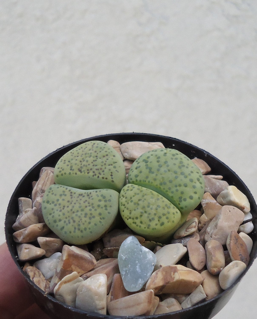 Lithops fulviceps Aurea, 2-Inch Pot
