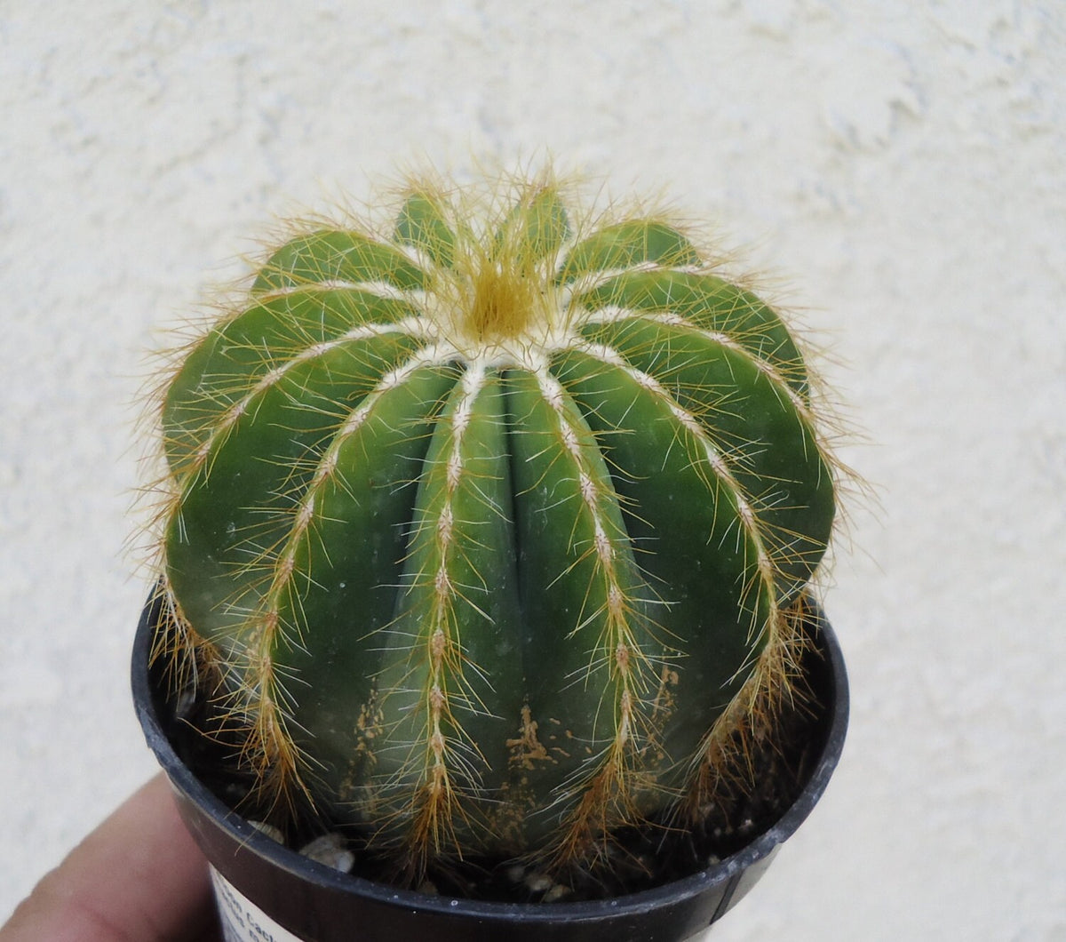 Small yellow and green balloon cactus plant in a pot held by a hand against a textured white background