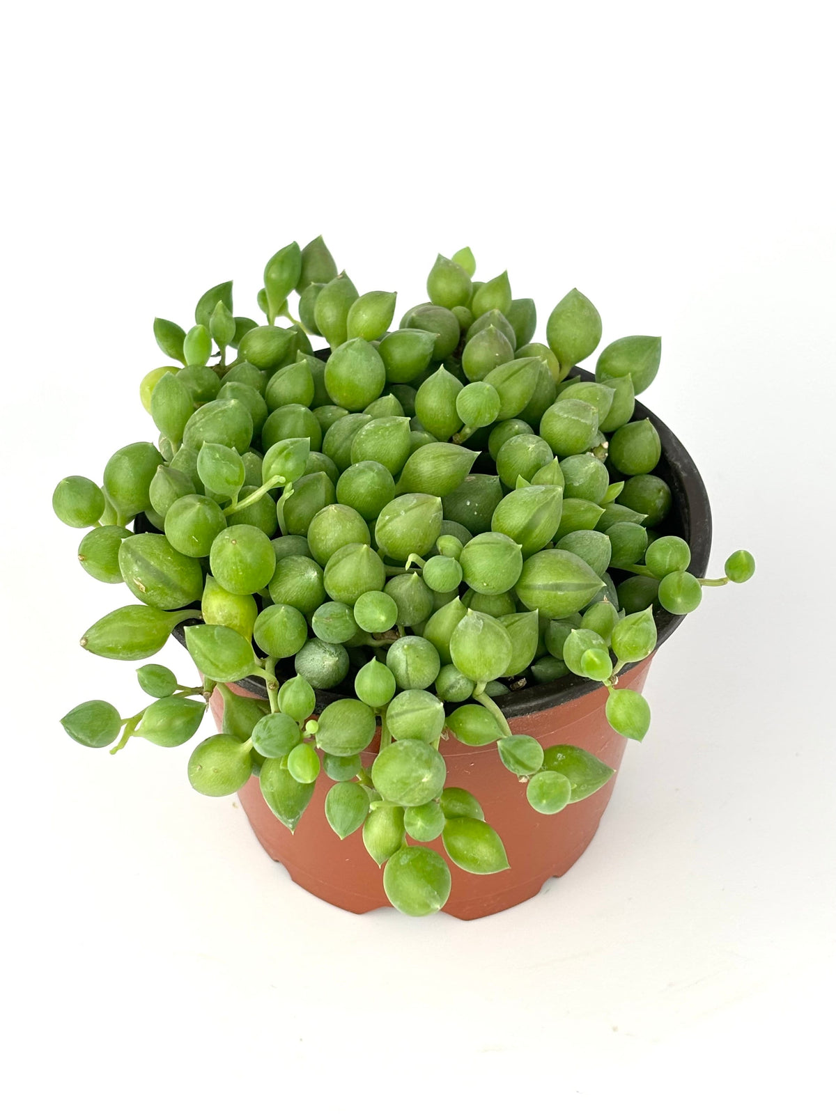 String of Raindrops succulent with solid green striped teardrop leaves i on a white background