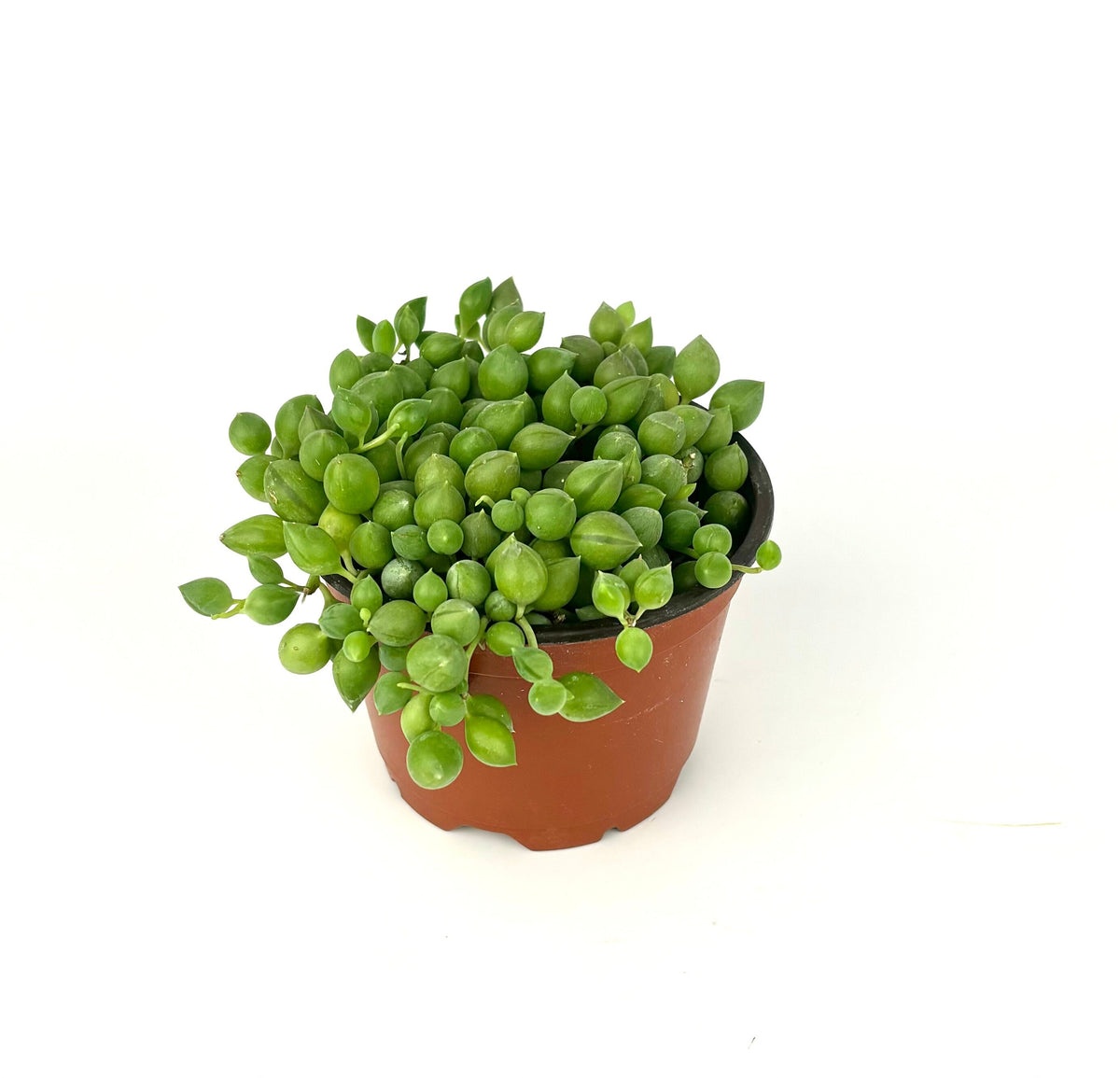 String of Raindrops succulent with solid green striped teardrop leaves on a white background