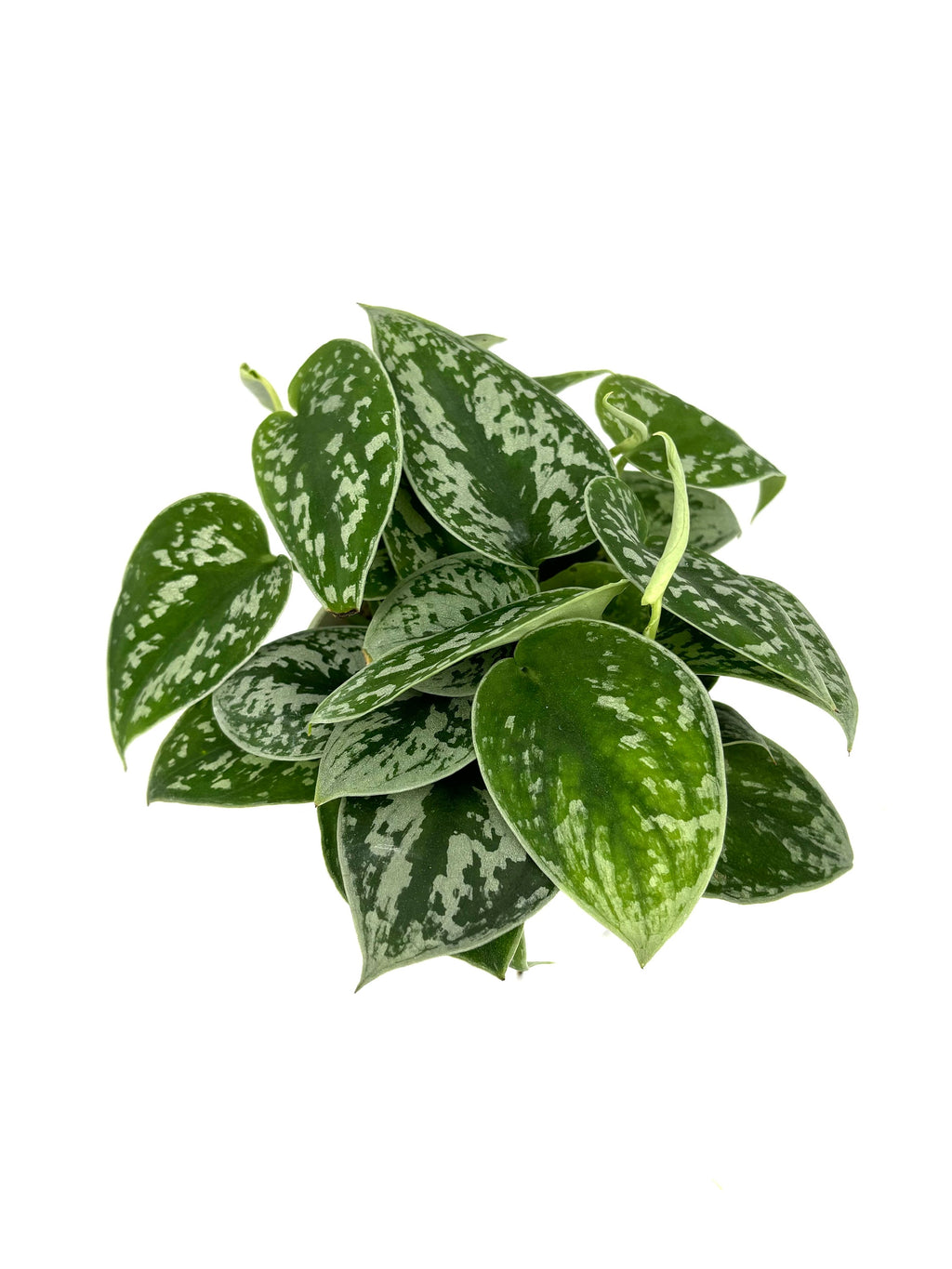 silver splash pothos green and silver plant on white background