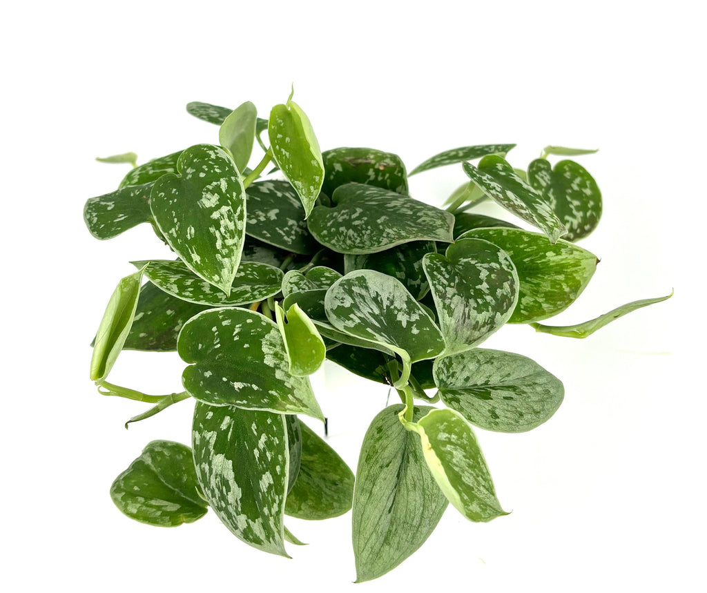 gren and silver pothos plant on white background