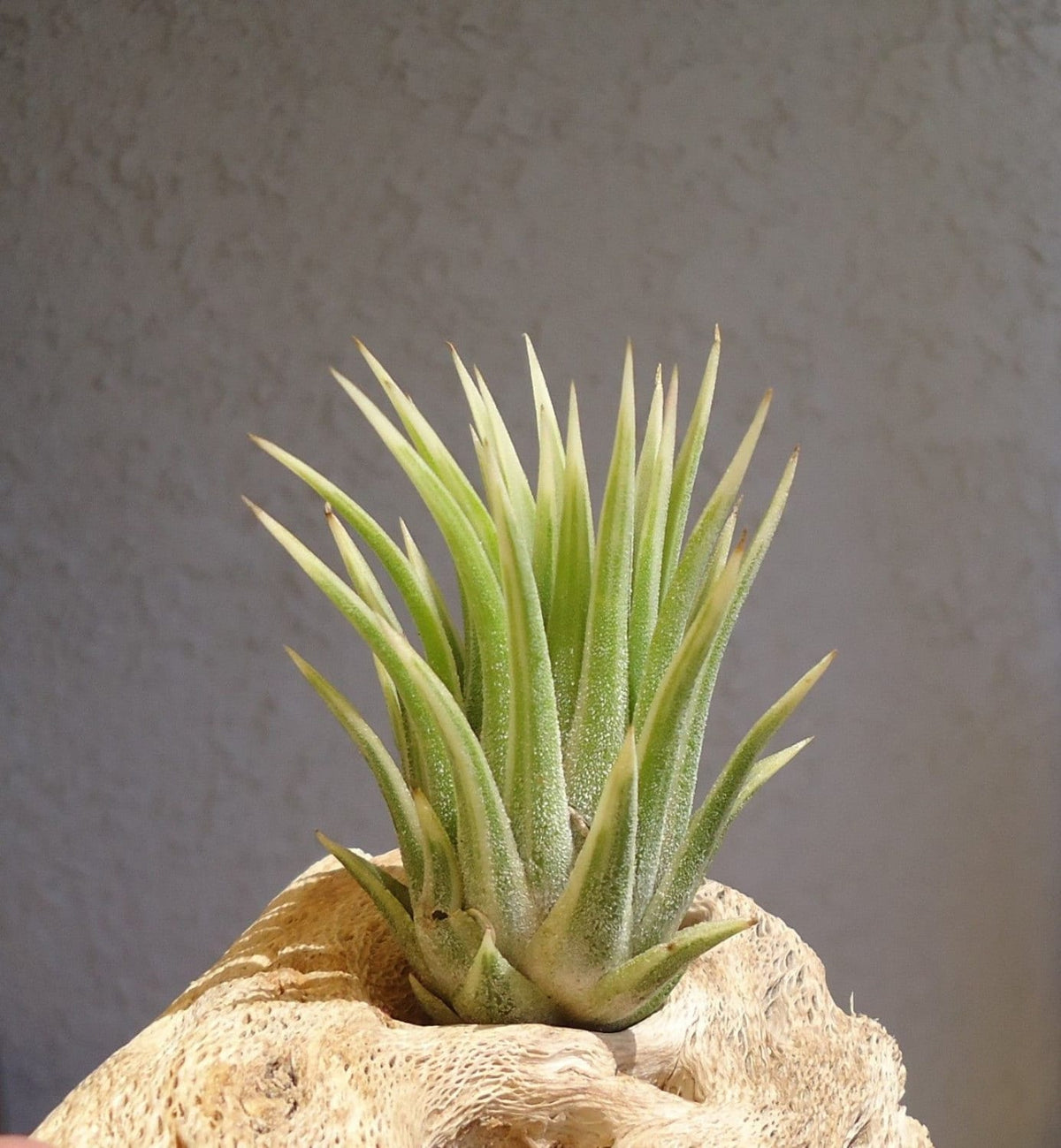 Tillandsia Ionantha Albo-Marginata Rare
