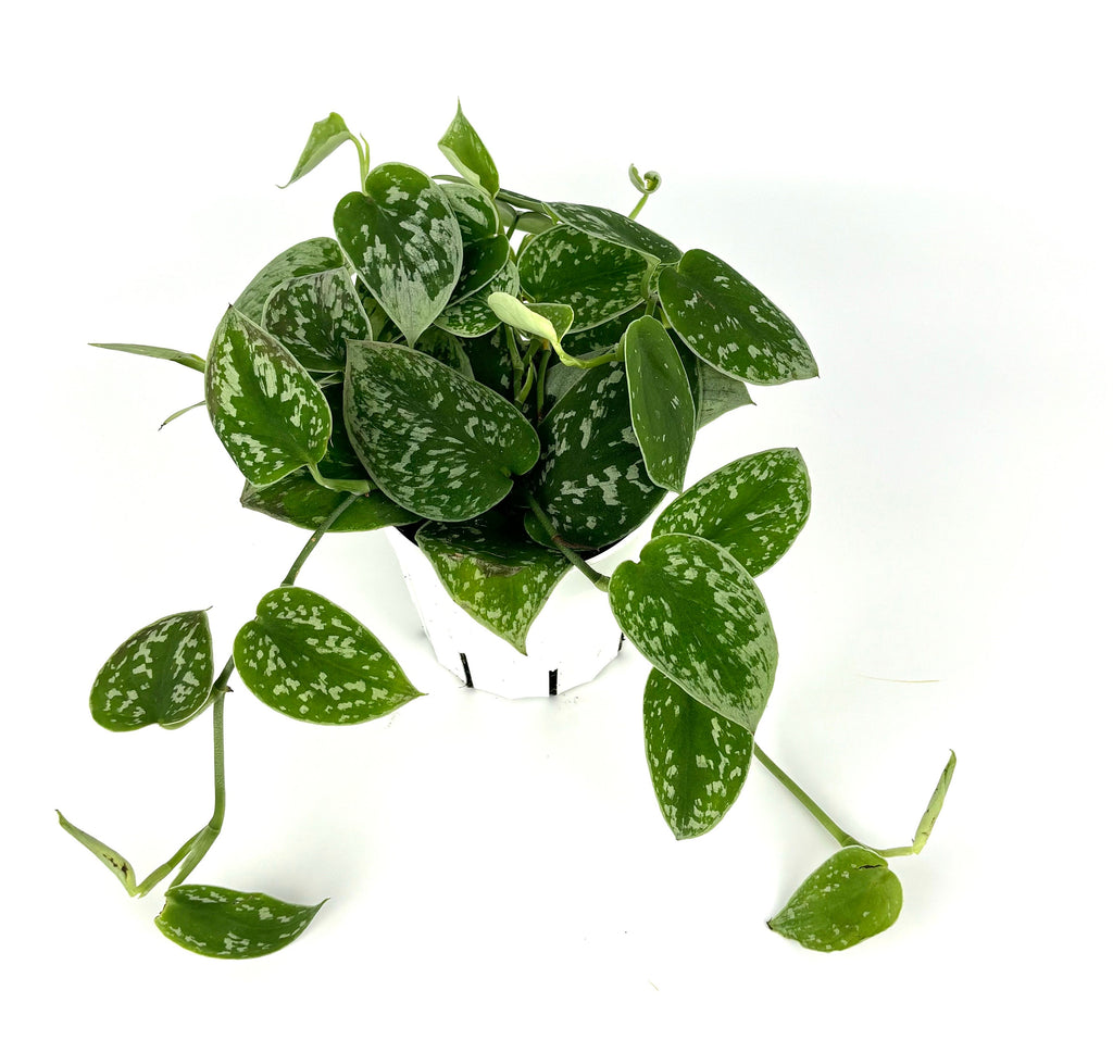 Hanging green plant with heart-shaped leaves on a white background