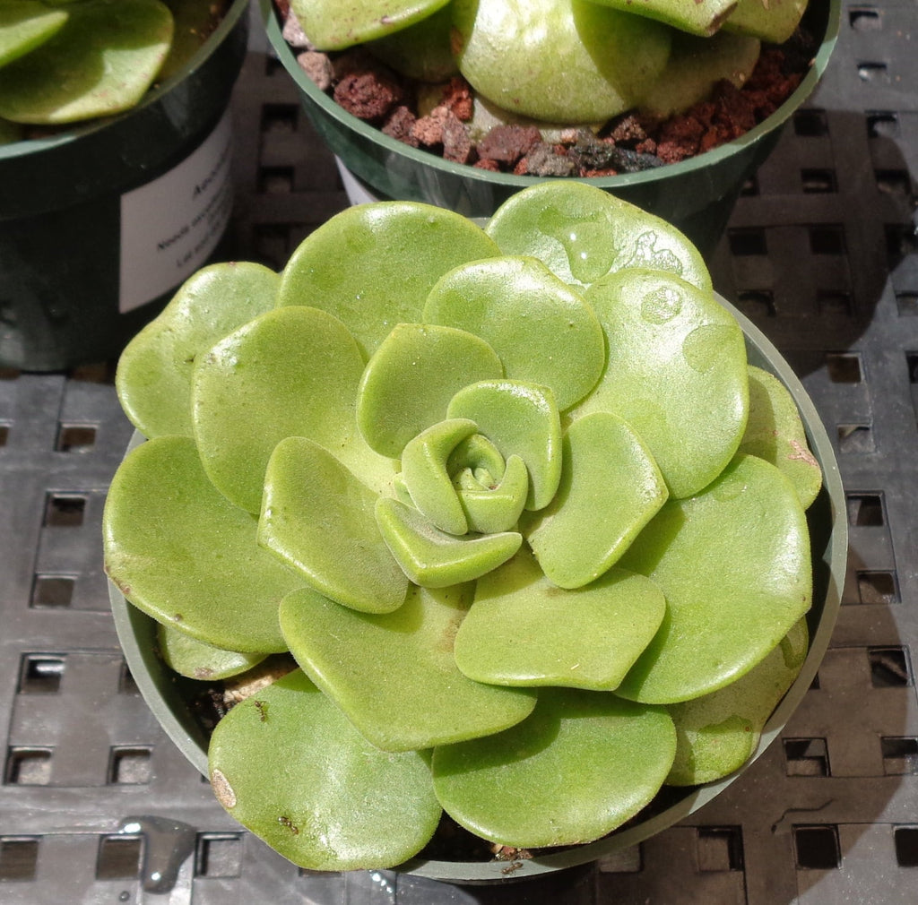 Green aeonium lily pad succulent plant in a pot on a metal grid surface