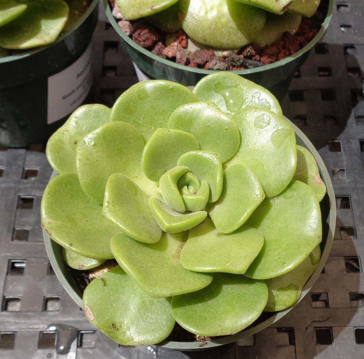 Green aeonium lily pad succulent plant in a pot on a metal grid surface