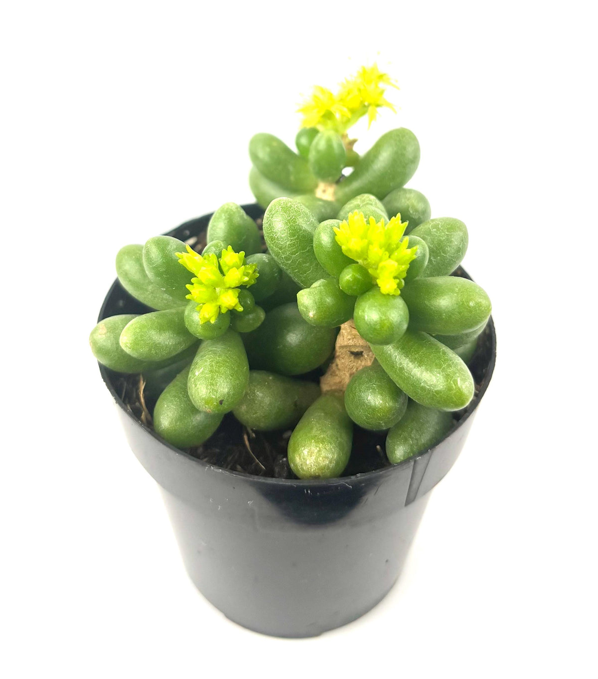 Sedum hernandezii succulent