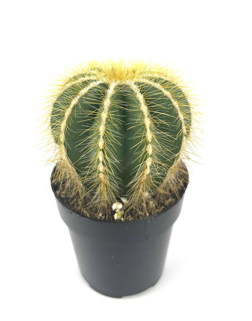 Yellow and green balloon cactus plant in a pot on a white background