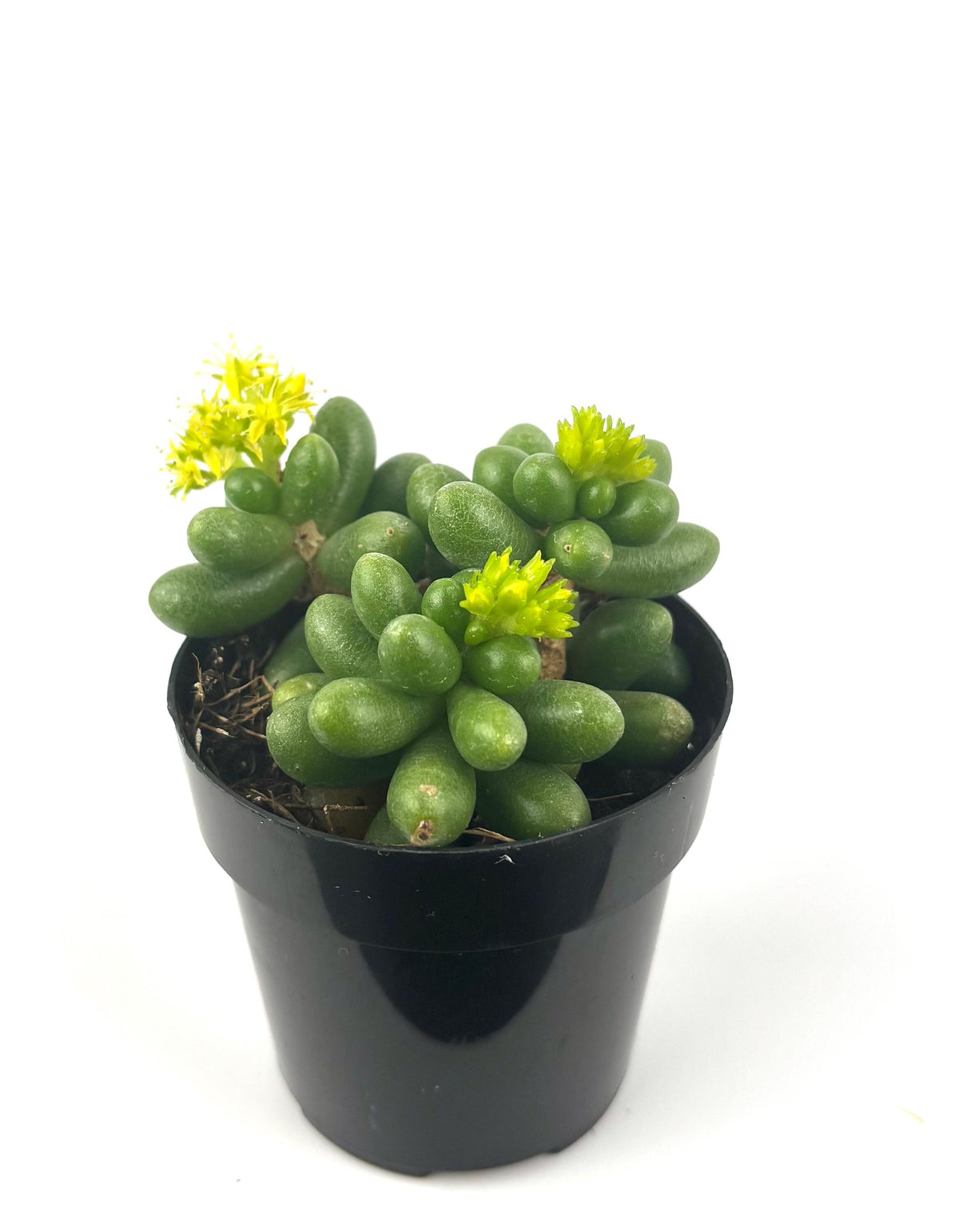 Sedum hernandezii succulent in black pot