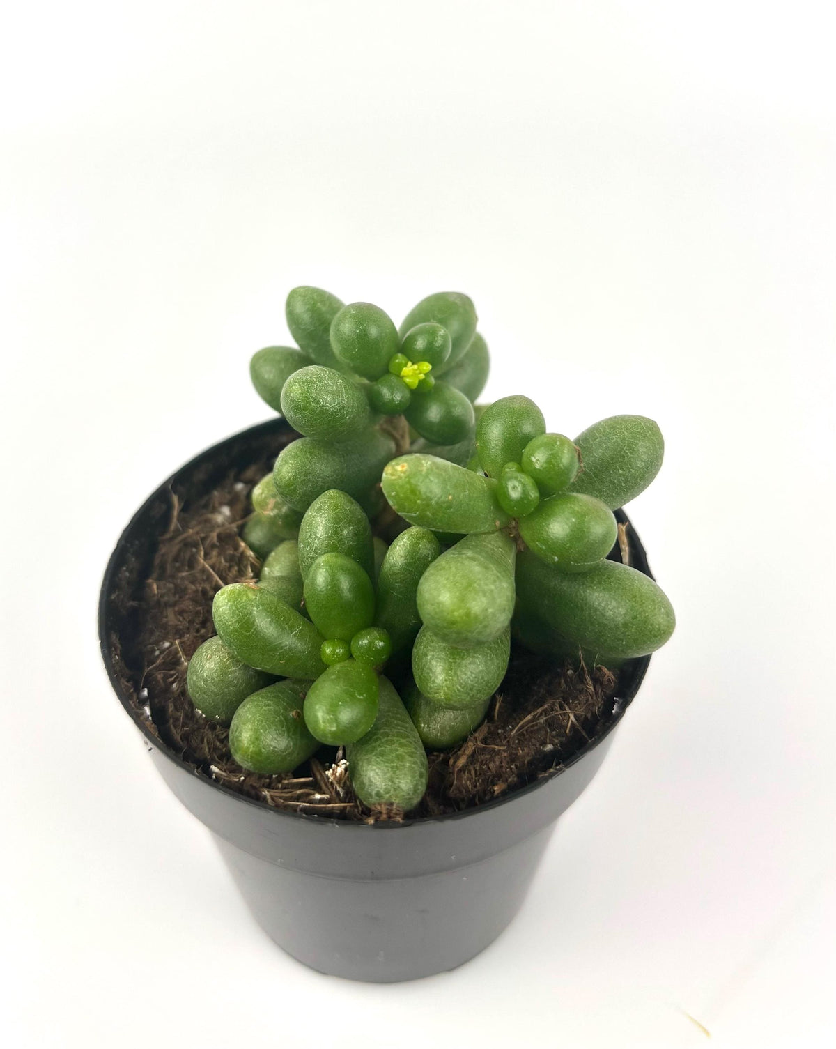 Sedum hernandezii top view