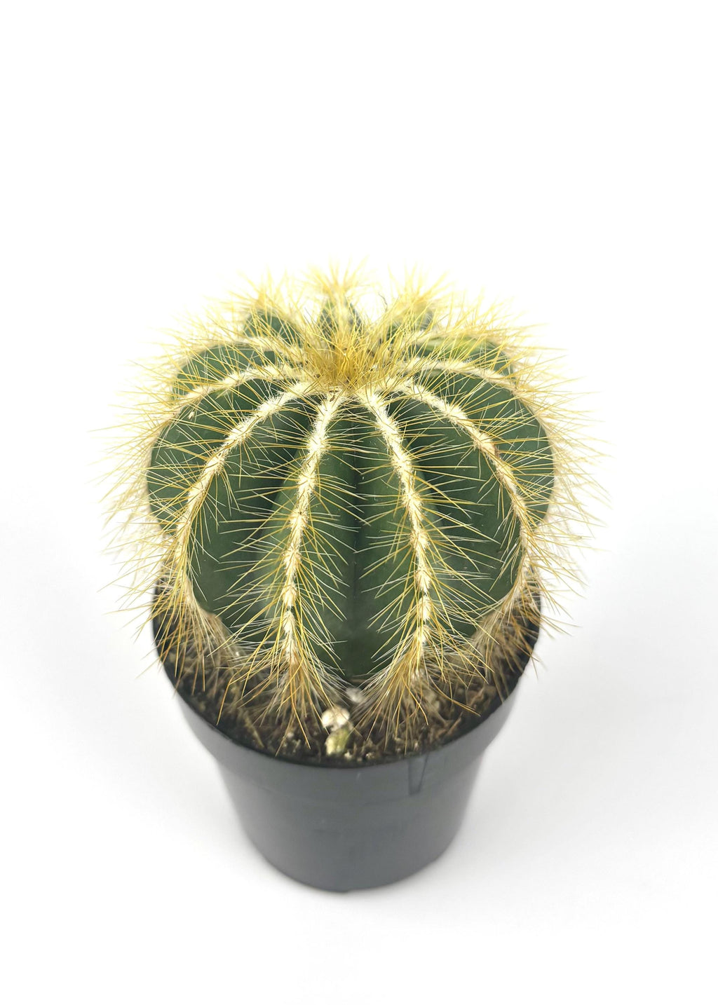Potted yellow and green balloon cactus with green body and yellow spines on a white background