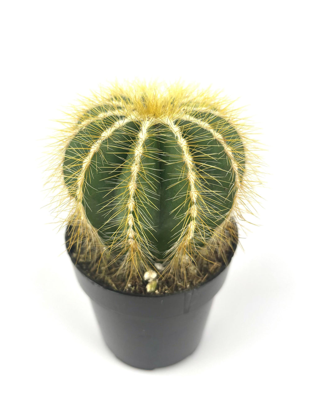 Balloon cactus plant in a pot on a white background