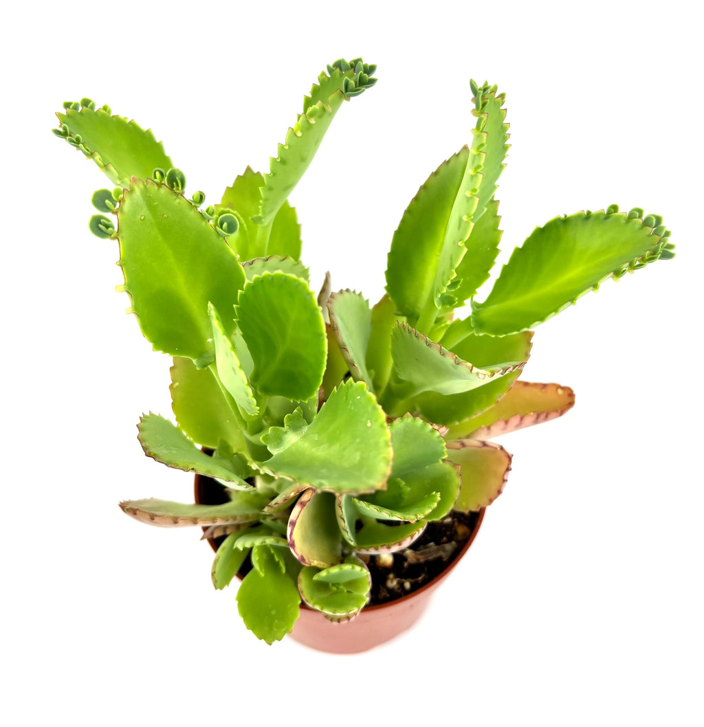 Potted Mother of Thousands green succulent plant on a white background