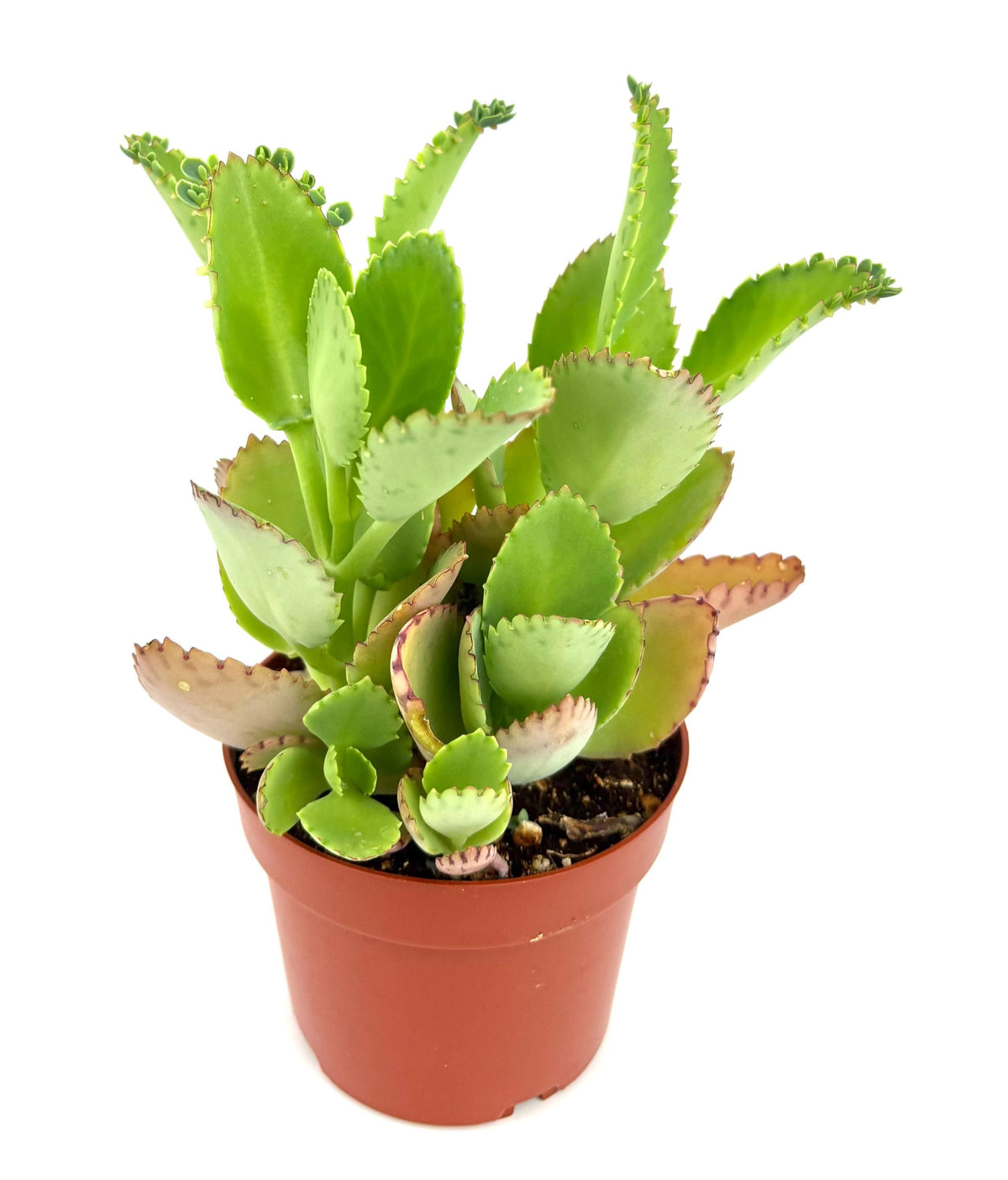 Potted Mother of Thousands green succulent plant on a white background