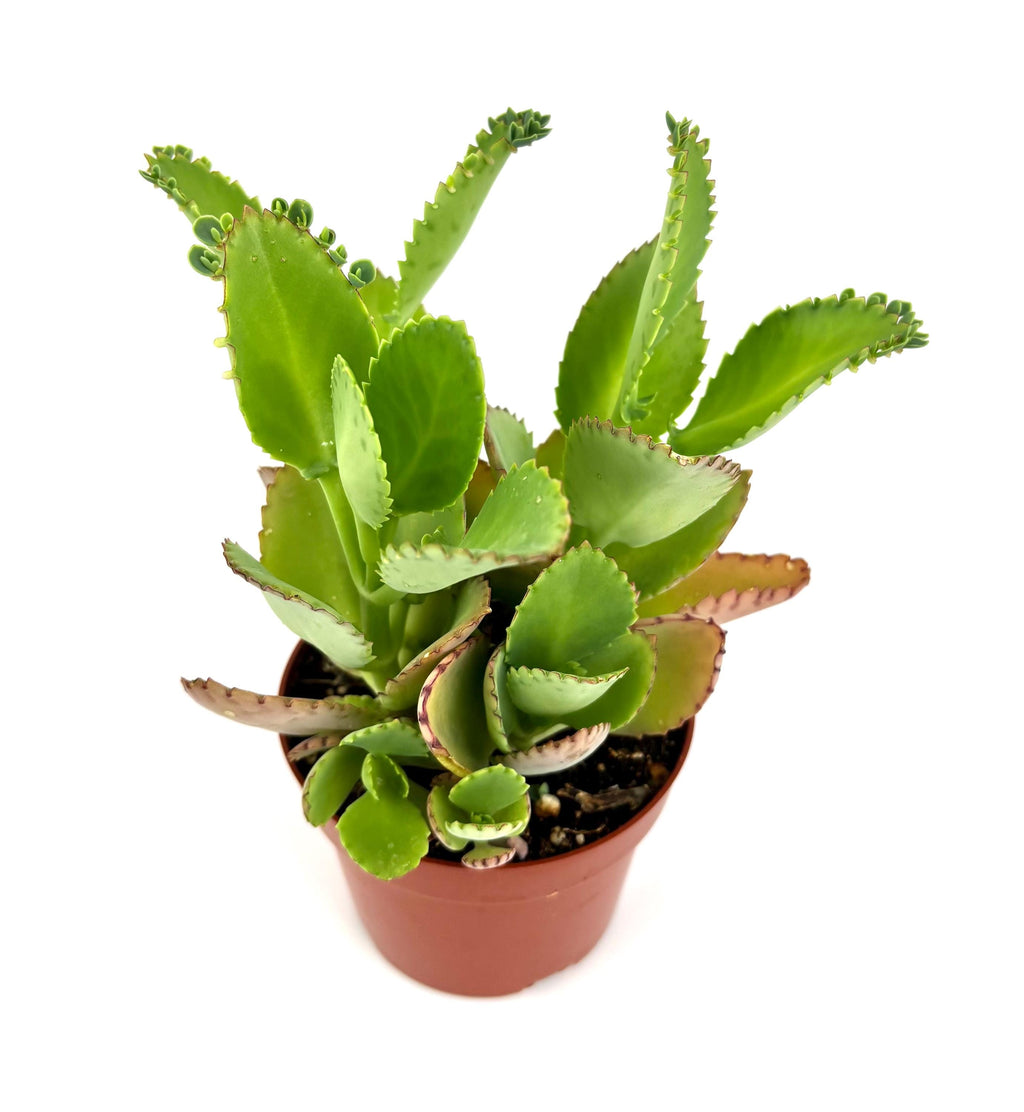 Potted green Mother of Thousands succulent plant on a white background