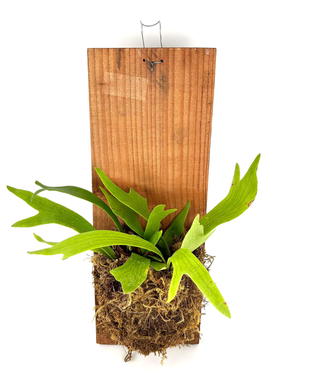 Mounted Staghorn Fern, 6 x 16-Inch Wood Plank