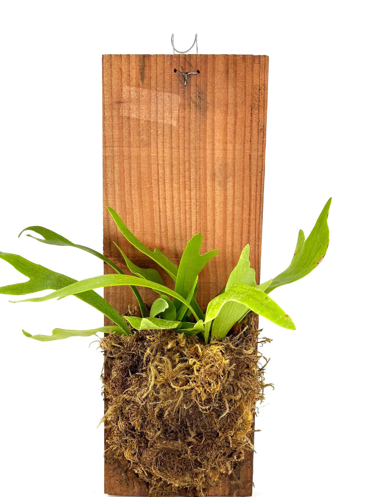 Mounted Staghorn Fern, 6 x 16-Inch Wood Plank