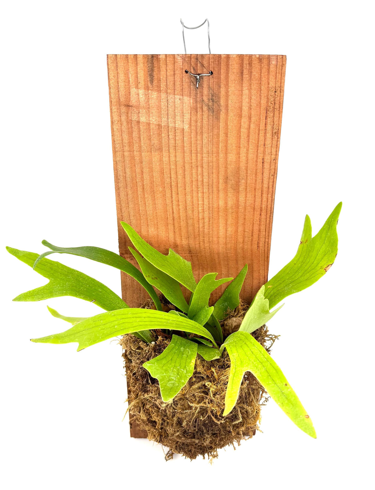 Mounted Staghorn Fern, 6 x 16-Inch Wood Plank