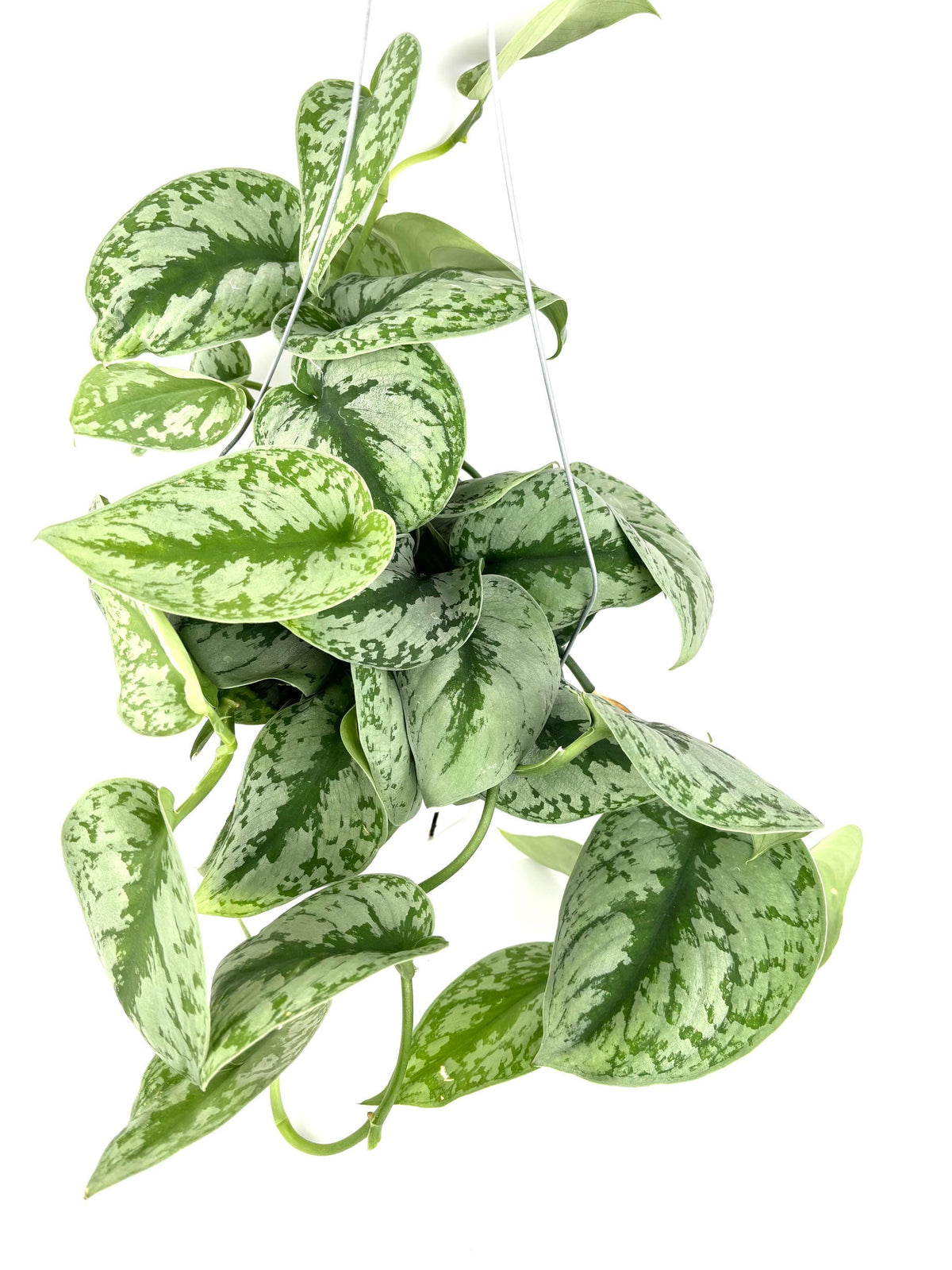 Hanging green potted plant on a white background
