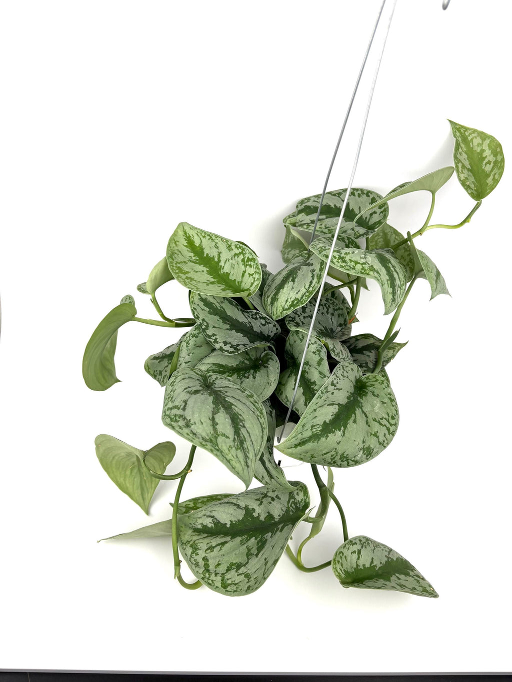 trailing silver and green pothos plant on white background