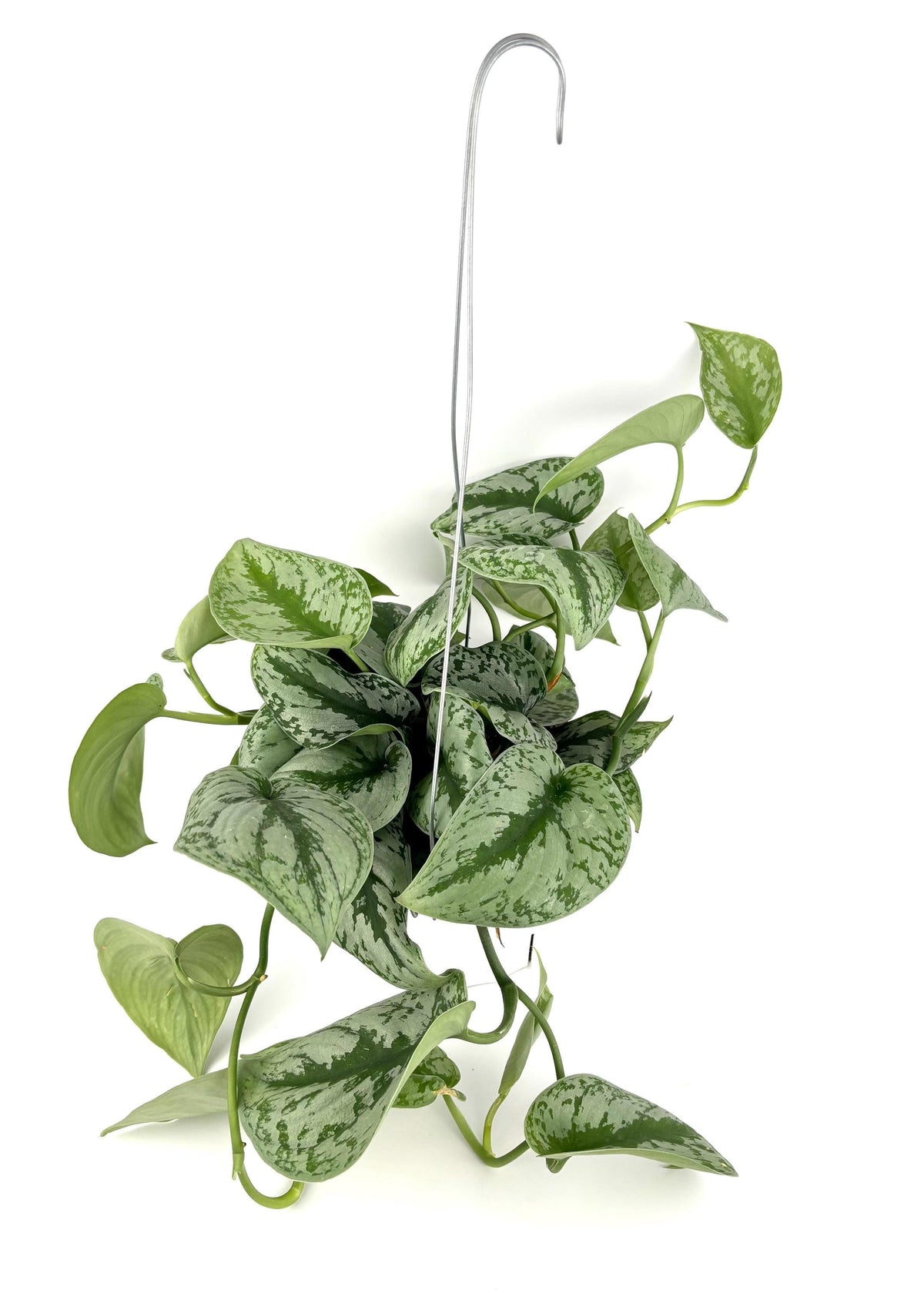 Pothos silver hanging plant with green leaves on a white background