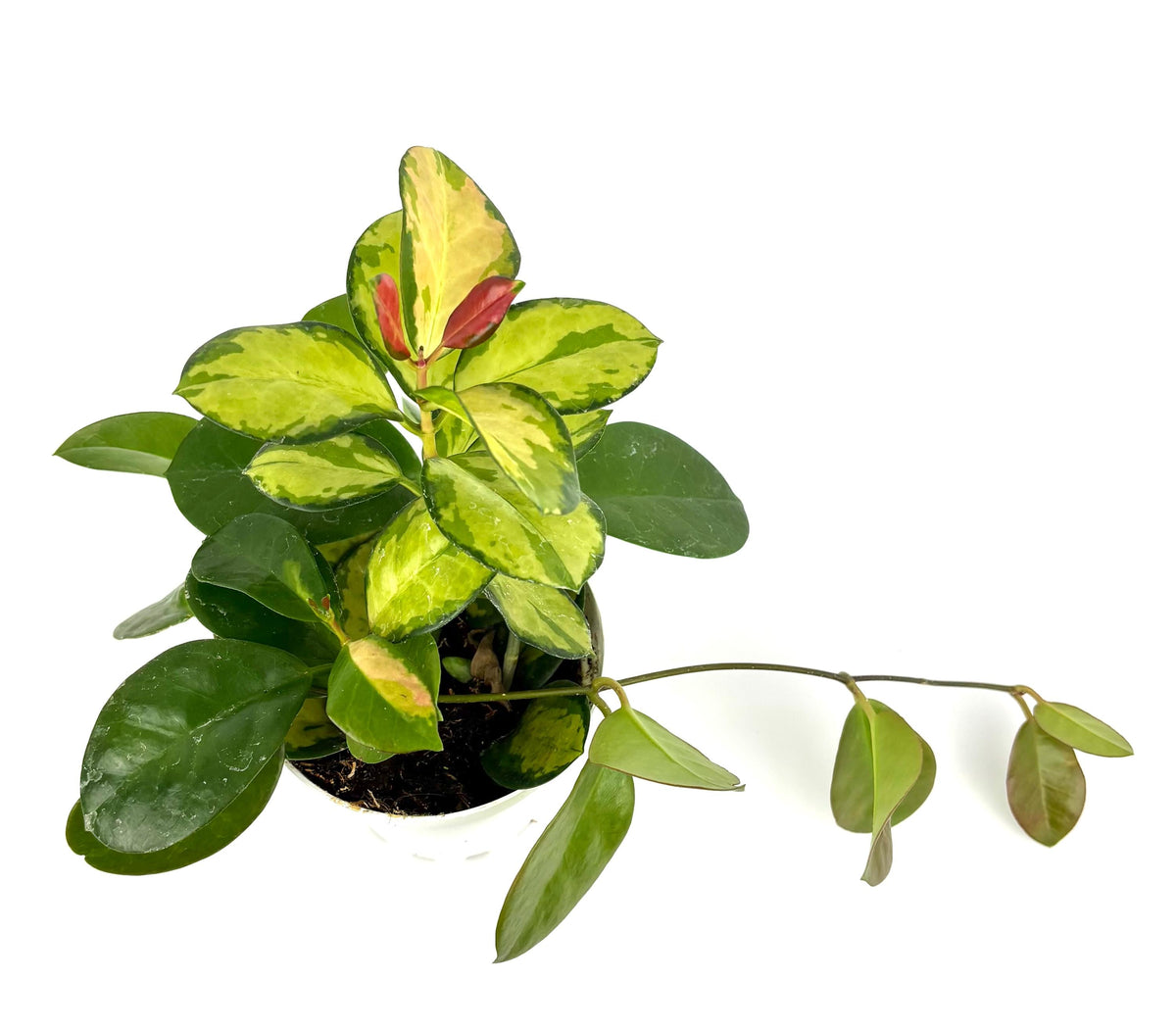 Potted plant with green and yellow leaves on a white background