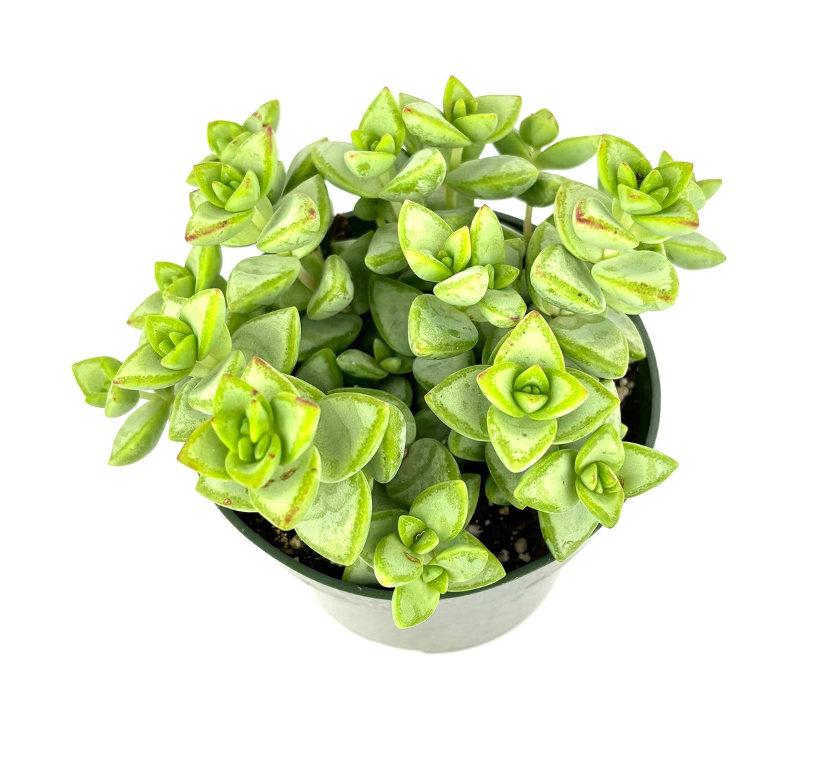 Potted crassula succulent plant green leaves on a white background