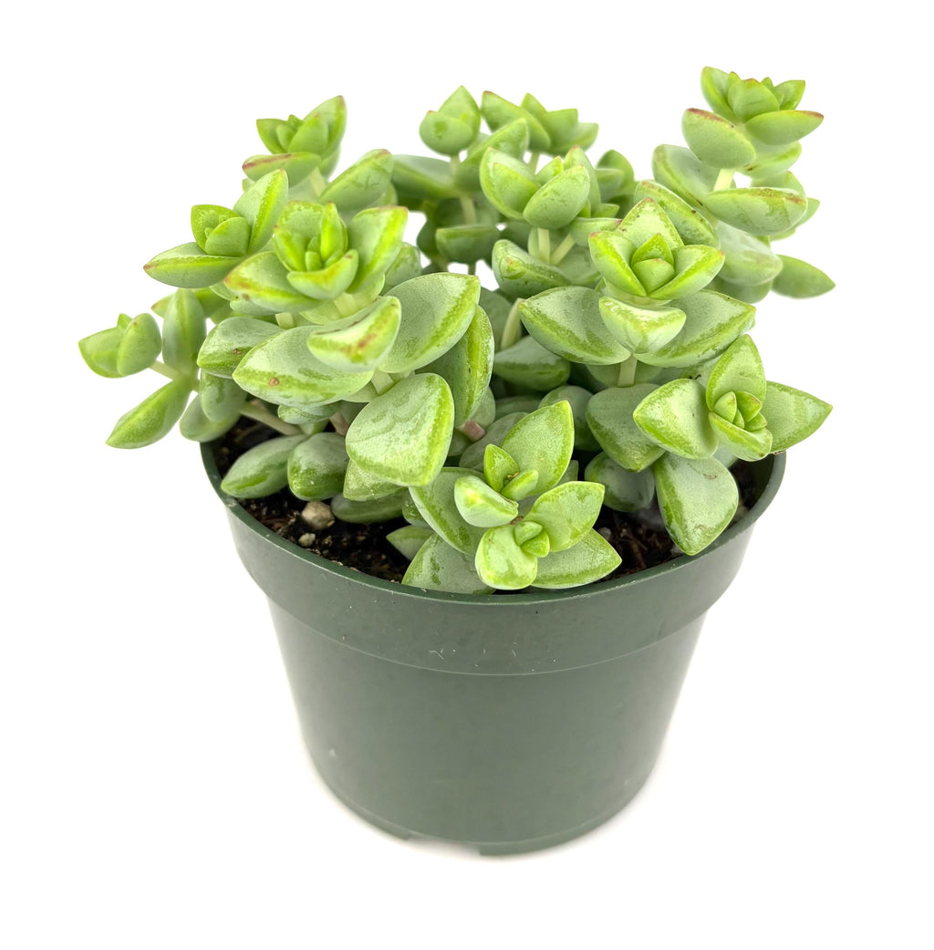 rosary succulent in grower pot on white background